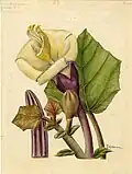 Painting by Frances W. Horne from the Flora Borinqueña