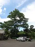 Ochroma pyramidale at Tropical Gardens of Maui