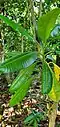 Leaves of understory tree. Dededo, Guam