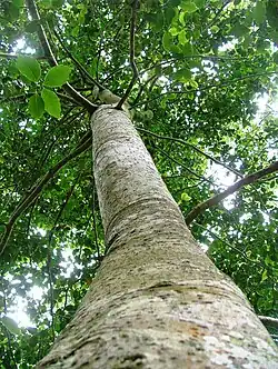 The clean, straight trunk of a young Stinkwood.