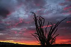 A large ocotillo silhouetted against a blazing sunrise in Anza-Borrego Desert State Park.