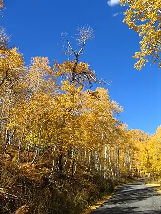Sundance in the fall in 2005