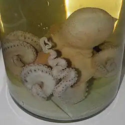 A specimen of Octopus conispadiceus preserved in a glass jar.