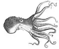Diagram of Octopus pallidus