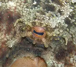 Octopus (Octopus vulgaris) eye