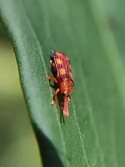 A red and orange beetle with pale orange spots sitting on a green leaf