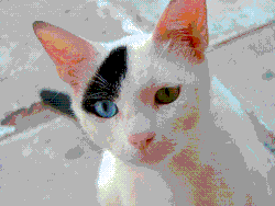A picture of a cat that has been reduced to 256 colors