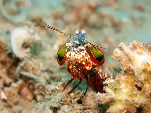 Image 21 Mantis shrimp Credit: Jens Petersen Mantis shrimp (peacock mantis shrimp – Odontodactylus scyllarus – pictured) are marine crustaceans of the order Stomatopoda. They take their name from the physical resemblance to praying mantises and shrimp. More selected pictures