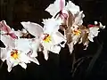 Pacho typus flowers