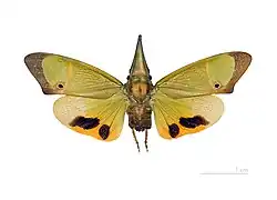 Fulgorinae: Odontoptera carrenoi