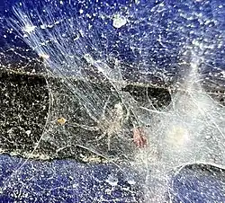 in web