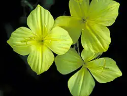 Three yellow flowers with four petals each against a black background. The petals form a near square with their points to the corners and gentle folds pointing towards the center of the flowers.