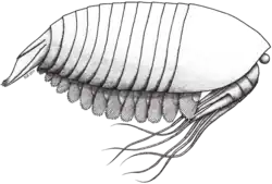 Life restoration of Oestokerkus