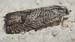 Ofatulena duodecemstriata