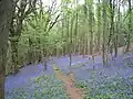 Offa's Dyke Path in Highbury Wood