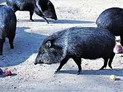 Collared peccaries in Zagreb Zoo, Croatia
