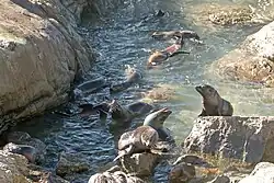 photo of seal pups in a rocky stream