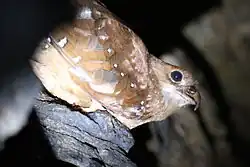 Oilbird on a ledge in a cave