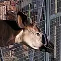 An okapi cleaning its muzzle with its tongue