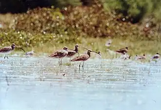 Eastern curlews Numenius madagascariensis