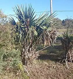 Sabal minor often start showing a trunk once they get very old. This example is around 100 years old in Frisco, North Carolina.