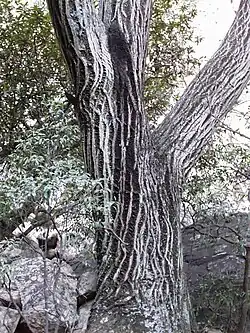 Trunk and bark of O. c. subsp. enervis