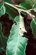 Damage