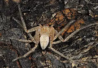 female