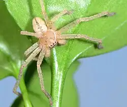 juvenile male