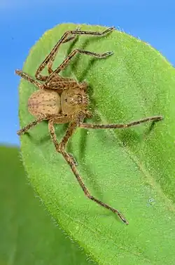 female