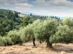 Image 35Olive trees in Pakistan (from Trees of Pakistan)
