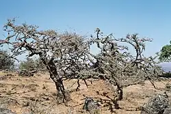 Image 14Frankincense trees in Dhofar in southern Oman (from Tourism in Oman)