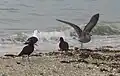 Two variable oystercatchers Haematopus unicolor.