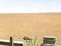 Dry grass of February. One sheep on the horizon, Ōmana.
