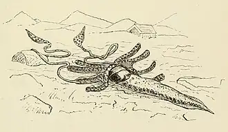 #33 (2/11/1874), Simplified illustration from George Tryon's Manual of Conchology (Tryon, 1879b:pl. 82 fig. 378), highlighting the strange morphology, on which Tryon opined: "The truncated arms and the gradually attenuating body, with very narrow fins extending along each side for half its length, are noticeable peculiarities, as is also the web connecting the arms; it is questionable, however, how much the engraving may be relied upon".