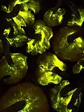 Bioluminescent gills