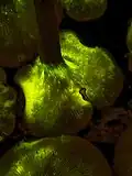 Bioluminescence close-up