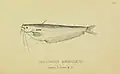 Ompok bimaculatus (Bloch, 1794), illustrated by Reginald Beavan
