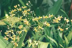 Oncidium longicornu