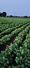 One more Closeup of Kasti Coriander farm