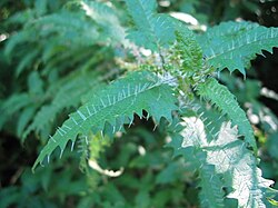 Ongaonga, the primary host plant for the New Zealand red admiral