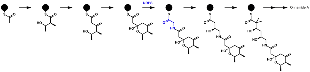 proposed biosynthetic pathway for onnamide A via PKS-NRPS, showing polyketide and non-ribosomal polypeptide features