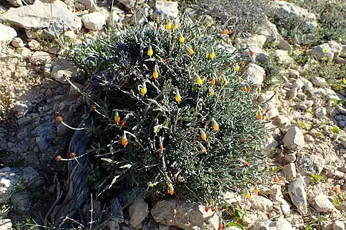 Plant in habitat