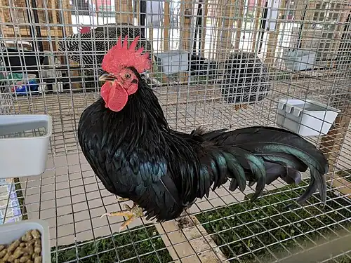 Black cock