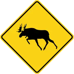 WC-14 Moose crossing