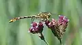 Male