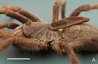 C. attonitifer
