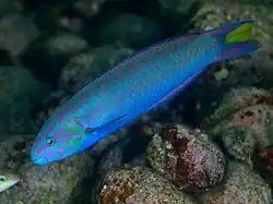 Blue coloured male hybrid (T. lunare x cupido)