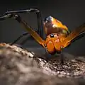 Frontal view. Philippines.