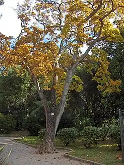 View of mature Magnolia denudata - Botanical Park, Opatija, Croatia